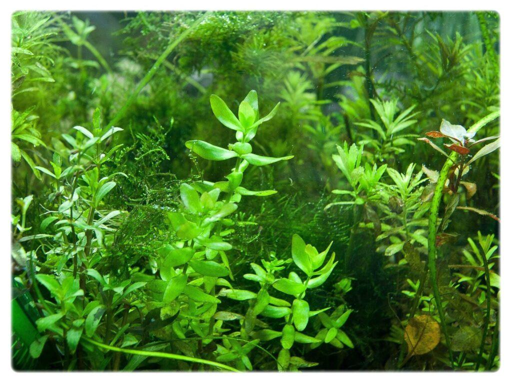 rośliny w akwarium