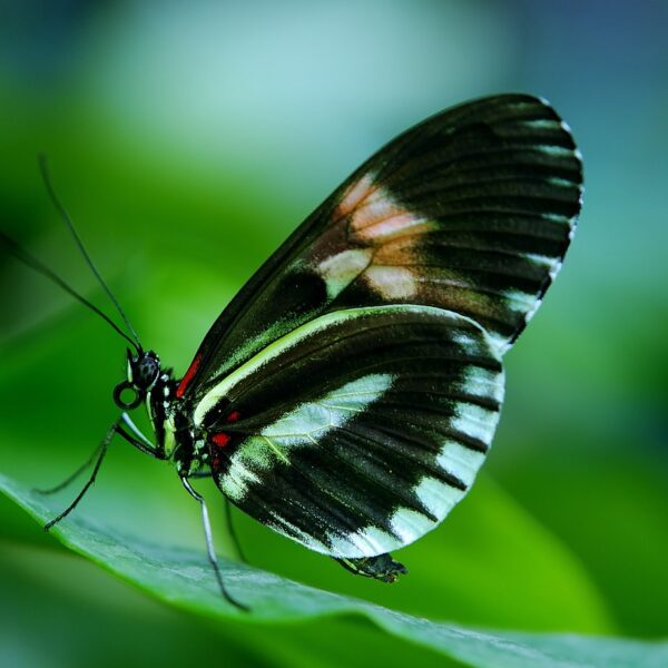 butterfly, insect, animal-44882.jpg