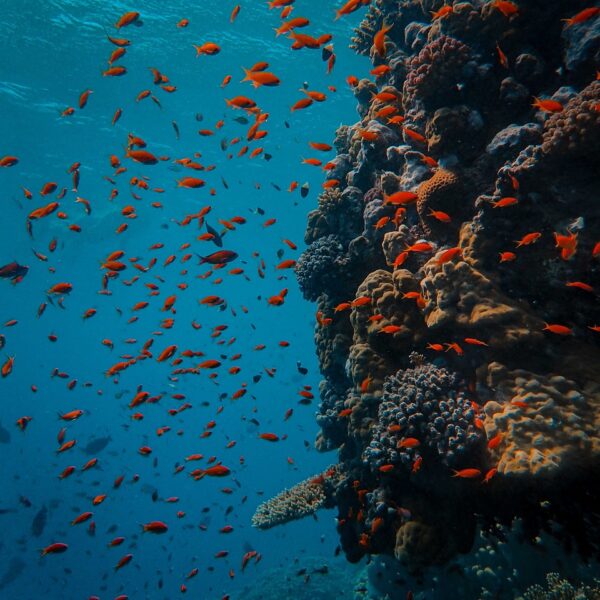 underwater, coral, fish-5310424.jpg