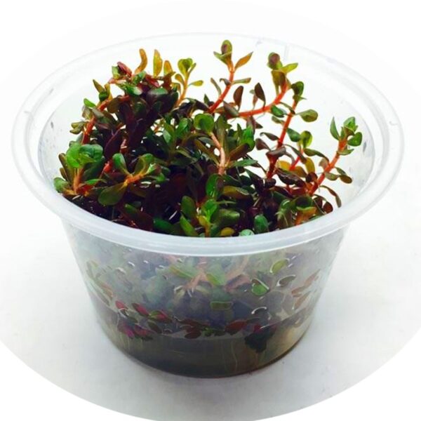 Eco Plant - Rotala Rotundifolia - InVitro mały kubek - obrazek 2