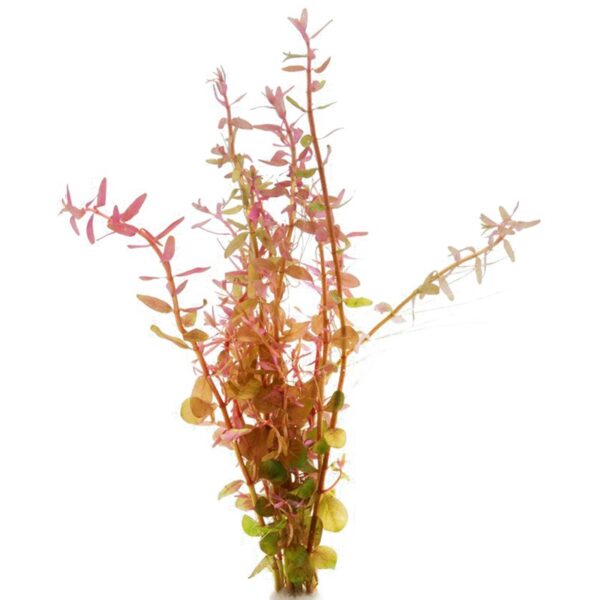 Eco Plant - Rotala Rotundifolia - InVitro mały kubek - obrazek 3