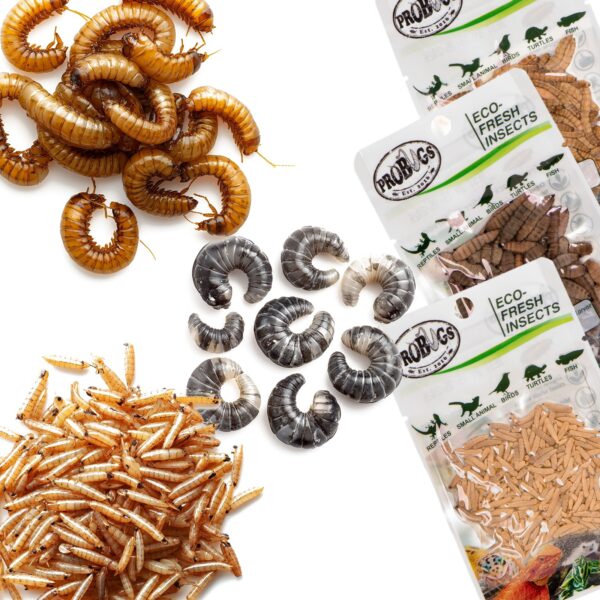Probugs Small Gecko and Amphibians Set - zestaw dla małych gadów i płazów - obrazek 2