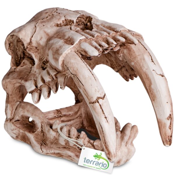 Terrario Sabertooth Skull - czaszka tygrysa do terrarium 13x8,5x11 cm