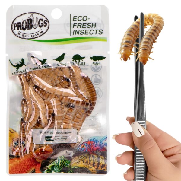 ProBugs Eco-Fresh Superworm 20g - świeże larwy drewnojada - obrazek 2