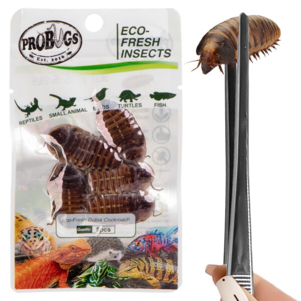 ProBugs Eco-Fresh Dubia Cockroach 5pcs - świeże karaczany argentyńskie - obrazek 2