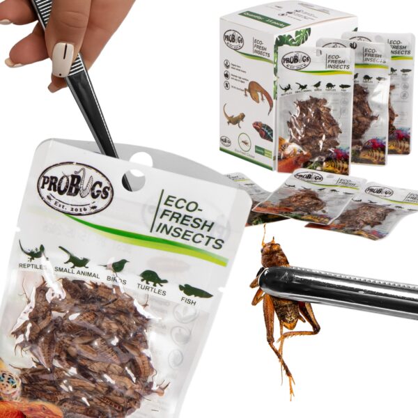 ProBugs Eco-Fresh Cricket 6g - świeże świerszcze - obrazek 2