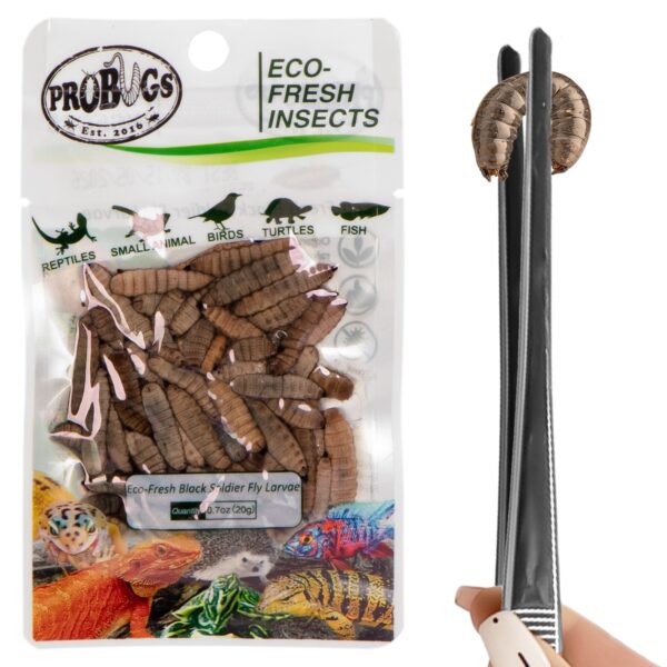 ProBugs Eco-Fresh Black Solider Fly Larvae 20g - świeże larwy muchy czarnej - obrazek 2