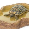 Repti-Zoo miska na pokarm M 15x10x3 cm - obrazek 3