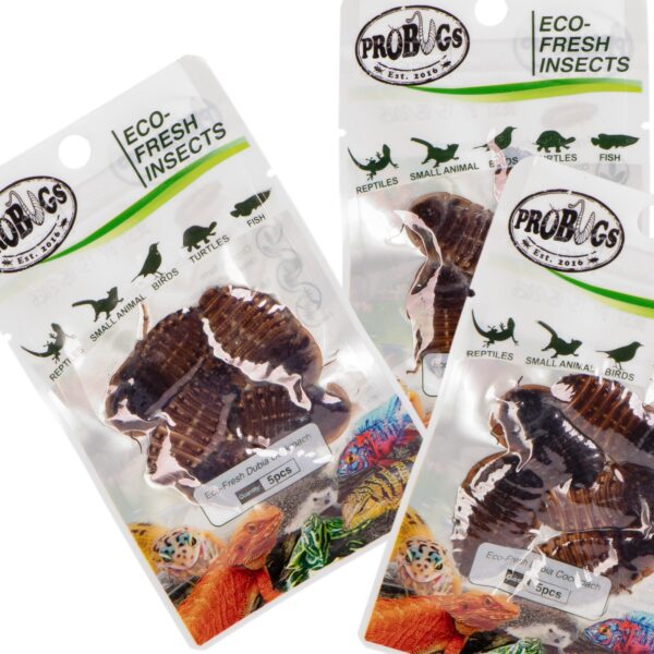 ProBugs Eco-Fresh Dubia Cockroach 15 x 5pcs - świeże karaczany argentyńskie 15 saszetek - obrazek 3