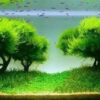 Seachem Flourish Advance 250ml - przyspiesza wzrost roślin - obrazek 2